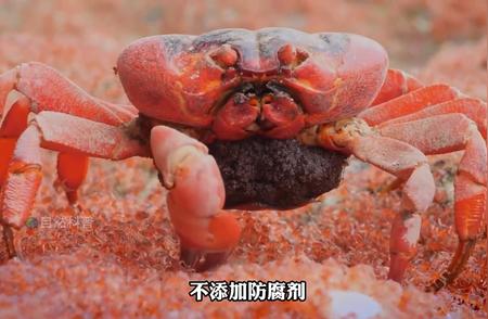 揭秘螃蟹惊人繁殖力：一次诞生十万小生命！
