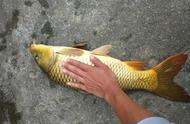 钓鲤鱼的秘诀：使用3种自制饵料，轻松钓到5斤以上的大鲤鱼