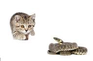 揭秘猫与蛇的斗争，谁将更胜一筹？