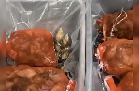 神秘女子行李箱藏大量寄居蟹引发争议！究竟是无知还是挑衅？