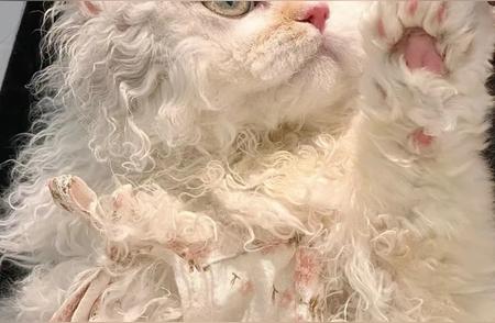 每天探索一种猫咪：赛尔凯克卷毛猫的独特魅力