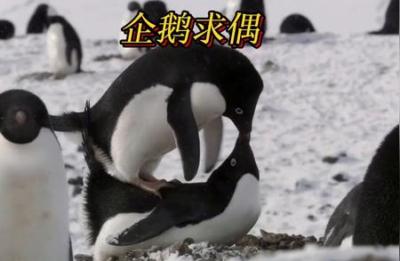 阿德利企鹅筑巢南极，爱巢背后的神秘故事