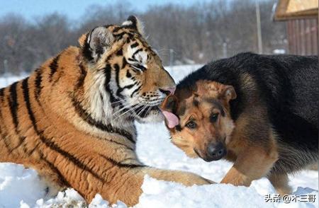 家狗为何看见老虎会害怕？动物行为学揭示真相