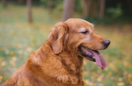 金毛犬：不只是宠物的选择，更是一种生活态度的体现！