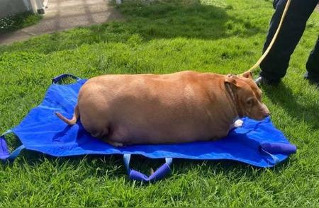宠物狗过度肥胖引发法律纠纷，女主人遭判刑两月