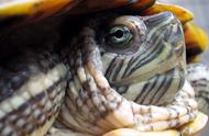 憨态可掬的巴西龟：为什么他们如此受欢迎？