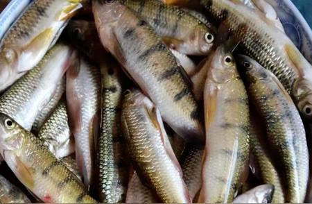 揭秘珍贵鱼类：鱼中珍品为何让人争相垂钓？
