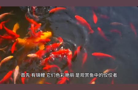 冷水鱼迷必看：十种最易饲养的冷水鱼品种