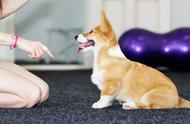 狗狗训练基础教程：如何教会你的狗狗“不走失”技巧？