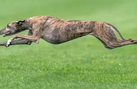 全球奔跑速度最快的犬排名揭晓！
