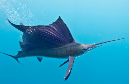 海洋动物揭秘：剑鱼和旗鱼谁更快？