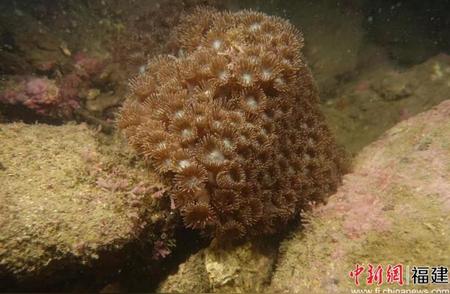 福建发现：5个造礁珊瑚新物种震撼登场！