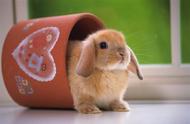 揭秘健康宠物兔的特征：购买与养护必备知识