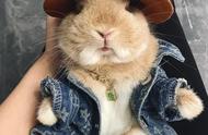 网上购买宠物兔兔：一份完整的饲养指南