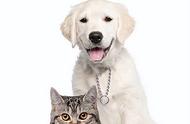 宠物猫狗驱虫药——天然与中药安全选择详解