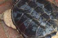 滨州市民黄河畔奇遇：捕获一只巨大鳄龟