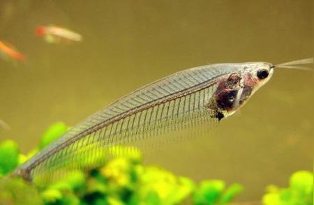 玻璃猫鱼：神秘观赏鱼品种大揭秘