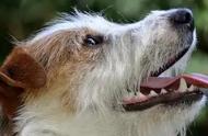 狗狗异常喘气背后的原因与应对方法