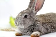 宠物兔饮食全解析：哪些食物最适合你的兔子？