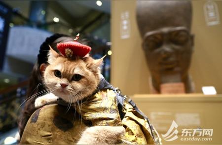 上海博物馆奇喵夜盛大开幕，百只社牛猫萌态可掬！