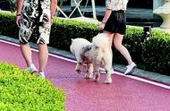 马栏河运动公园遭遇不文明养犬困扰，市民呼吁加强监管