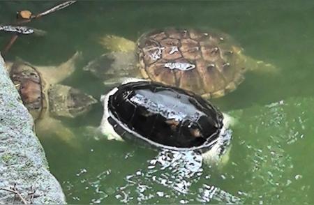 文殊院消防水池惊现外来物种鳄龟：放生行为引发关注