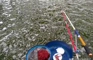 冬季钓鱼：三款朴实无华的饵料，用起来效果超棒
