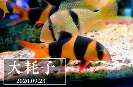 南美大鱼缸里的神秘生物：三间鼠鱼的觅食行为