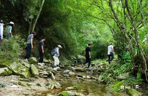 西南深山探秘：普通公民与野生大熊猫的和谐共存