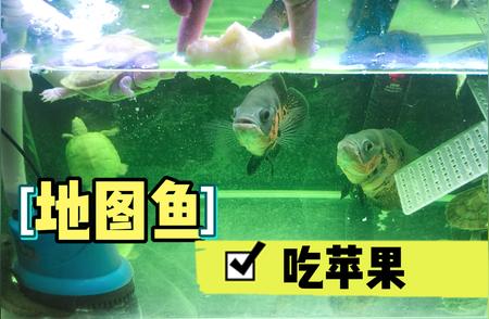 地图鱼惊人啃食行为：对食物毫不挑剔，竟啃半拉苹果！