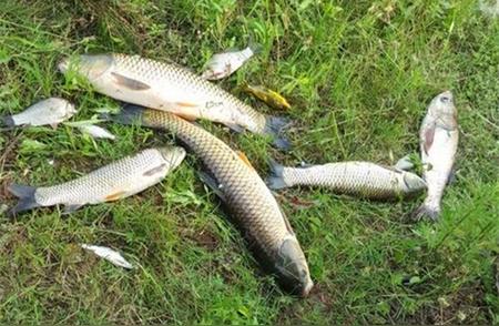 秋季钓鱼：满足这三个条件，大鱼就会在浅水区出没