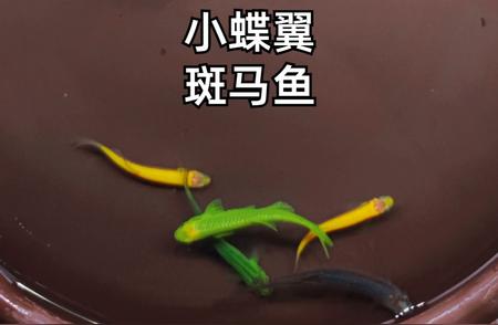 小翅膀蝶翼斑马鱼：独特的品种介绍