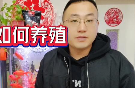 热带血鹦鹉选购指南：养殖知识全解析