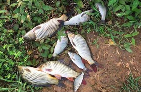 秋季野钓鲤鱼秘籍：五个连竿技巧，让你尽享钓鱼乐趣