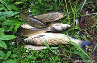 钓鱼高手教你：在野钓大草鱼时，哪种颜色的饵料最能吸引鱼儿？