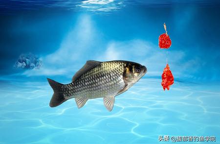鱼饵中常见的五种腥味，以及在低温天气下的钓鱼味型
