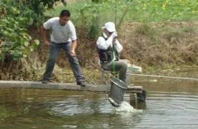 钓友20年野钓经验分享：如何仅靠特效饵钓到巨物