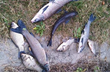 深秋时节，如何在水库野钓提升渔获？