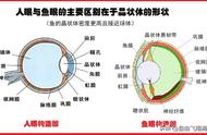 揭秘鱼的视觉世界：它们并非色盲，喜欢吃哪种颜色的饵料？