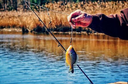 秋季钓鱼遭遇杂鱼困扰？这5个方法帮你解决问题！
