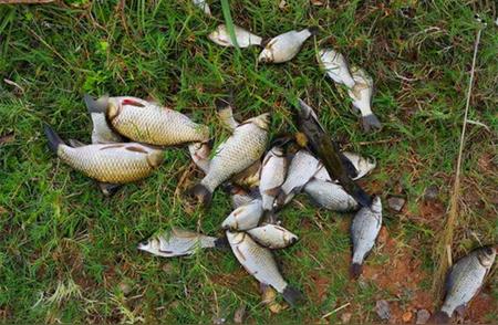 深秋时节，野河钓鱼的秘诀：4种自制饵料配方
