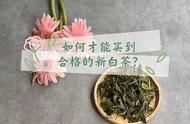 初次购买新白茶，掌握这“4个鉴茶技巧”，避免陷入大坑