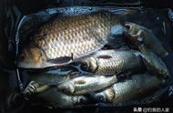 冬季传统钓鱼：捕获50条野生大板鲫鱼