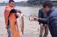 钦州河道惊现巨型龙鱼，钓客捕获后发现已冻死