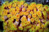 全球十大最美珊瑚：大自然的绚丽色彩