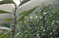 四季白茶：春茶的王者，夏茶的逆袭？