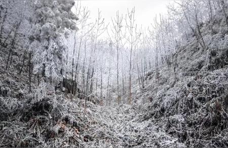 广西雾凇观赏地精选！南方人对冰雪的向往之地