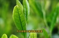 六安瓜片：绿茶中的瑰宝