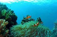深海垂钓之旅：浪漫刁曼岛，海龙公主的召唤