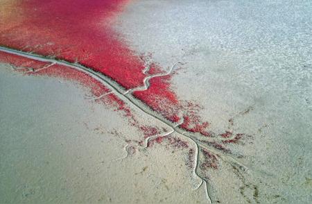盘锦红海滩的壮美景色：溪流如大地血脉